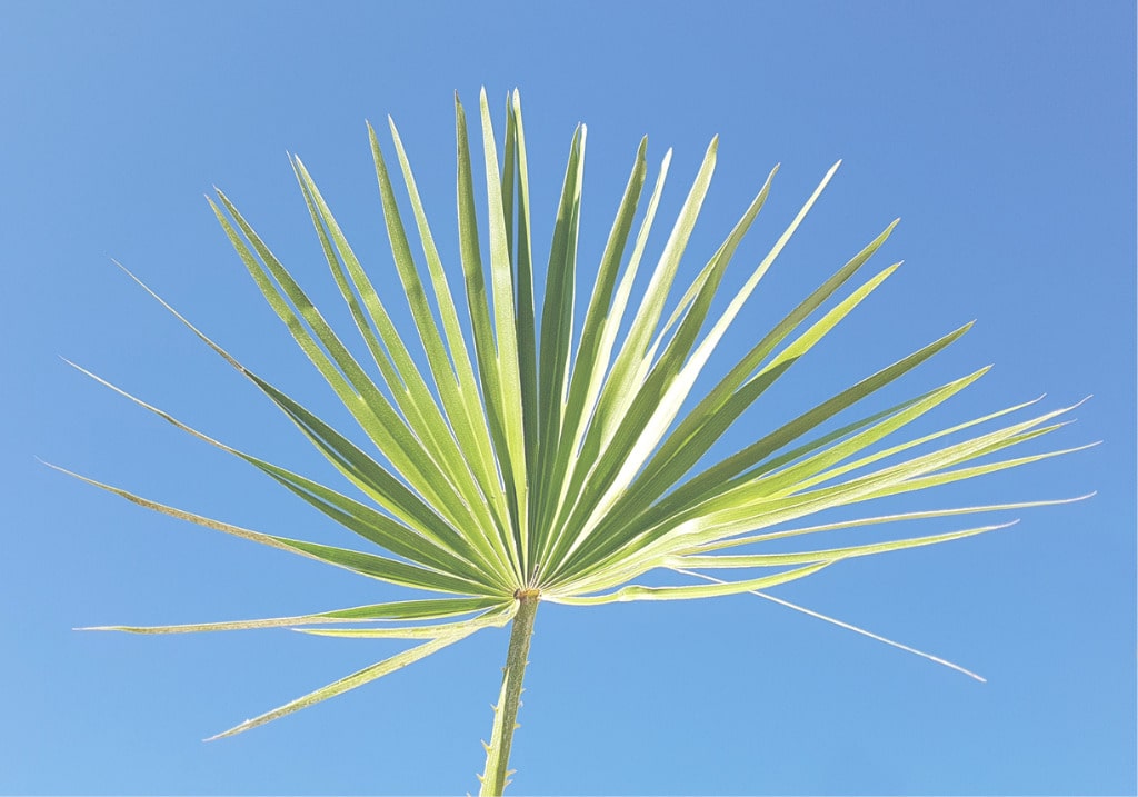 saw palmetto for hair regrowth